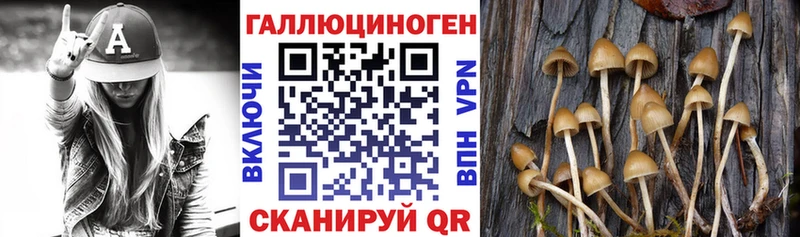 это официальный сайт  Полярный  Псилоцибиновые грибы Psilocybine cubensis 